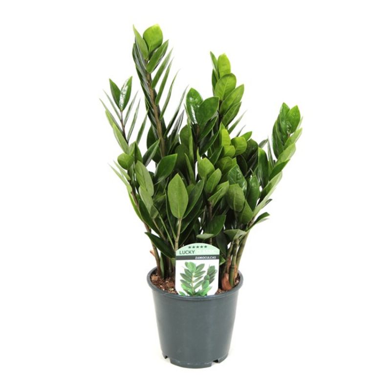 Zamioculcas 'Lucky Classic' 14cm