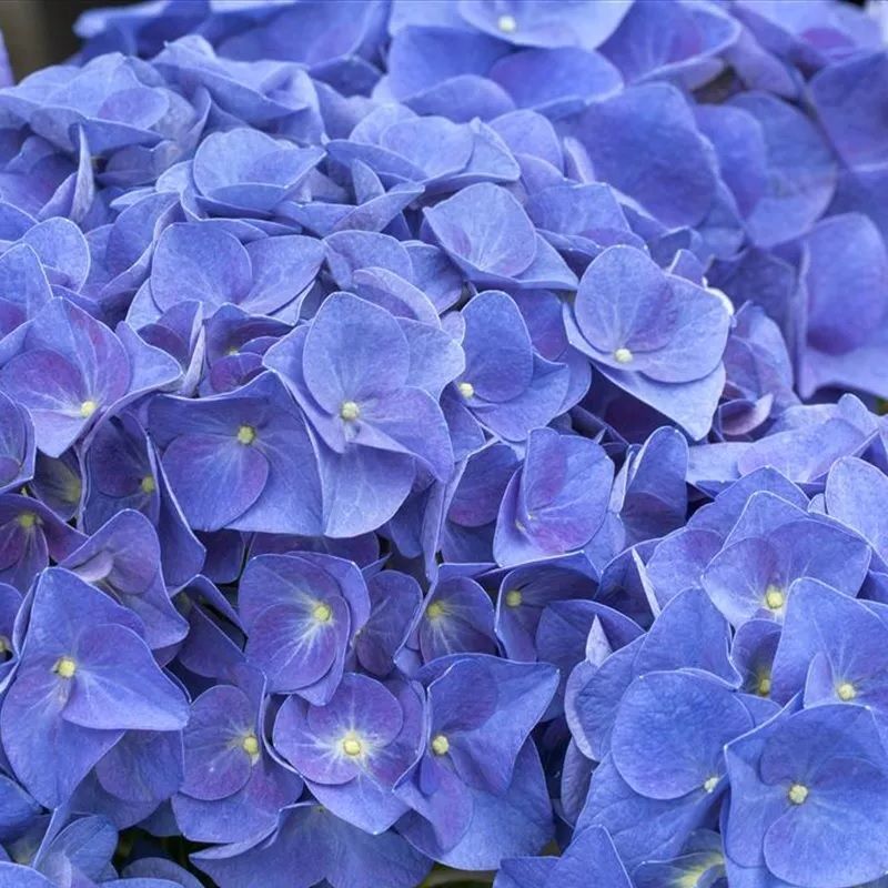 Image of Jip blue hydrangea close up
