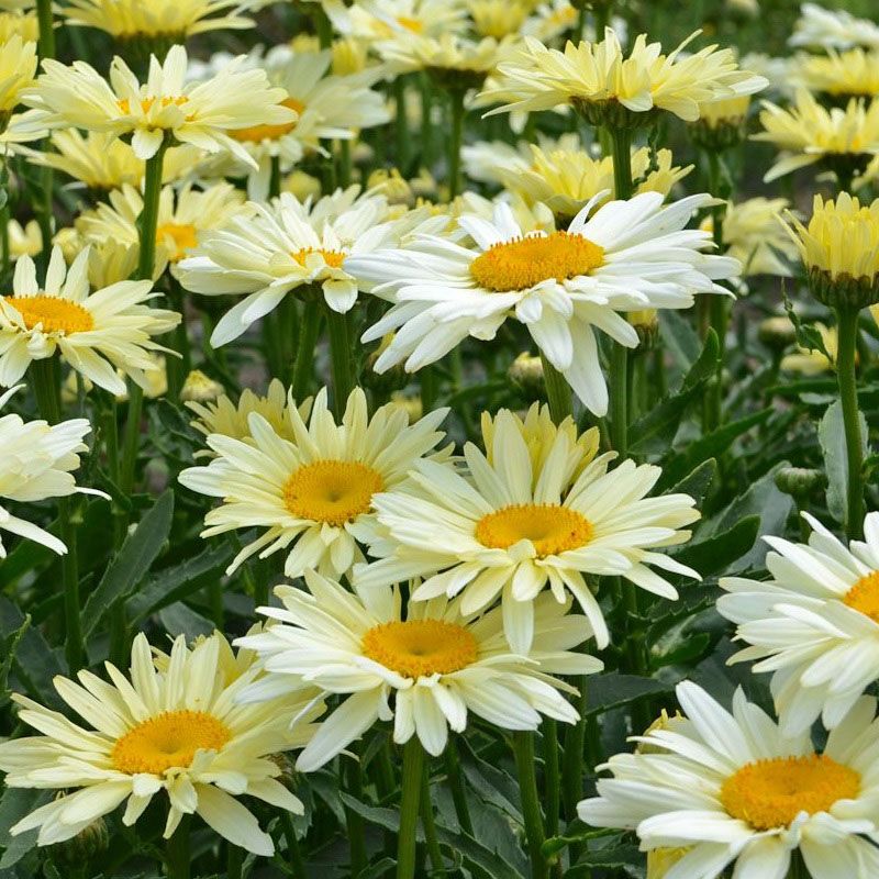 Leucanthemum 'Banana Cream' 3 Litre