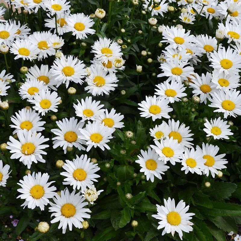 Leucanthemum 'Madonna' 3 Litre