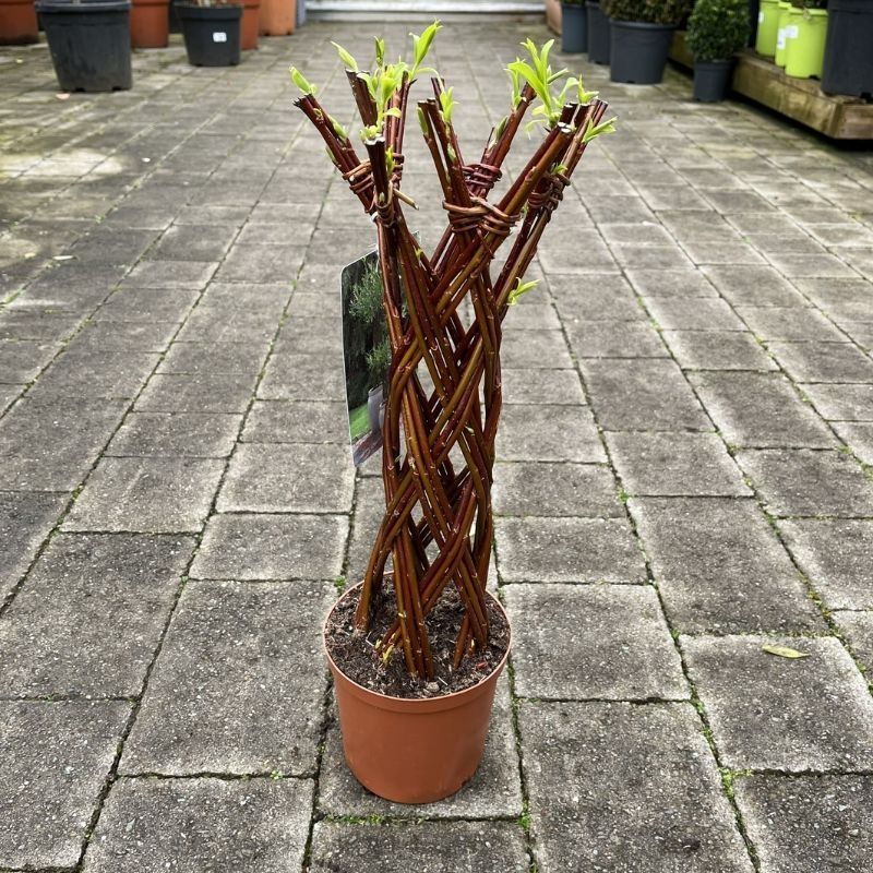 Plaited Living Willow (Small Brown)