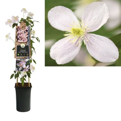 Clematis montana 'Fragrant Spring' 2.25 Litre