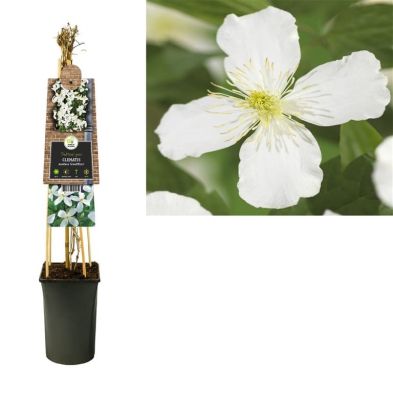 Clematis montana 'Grandiflora' 2.25 Litre