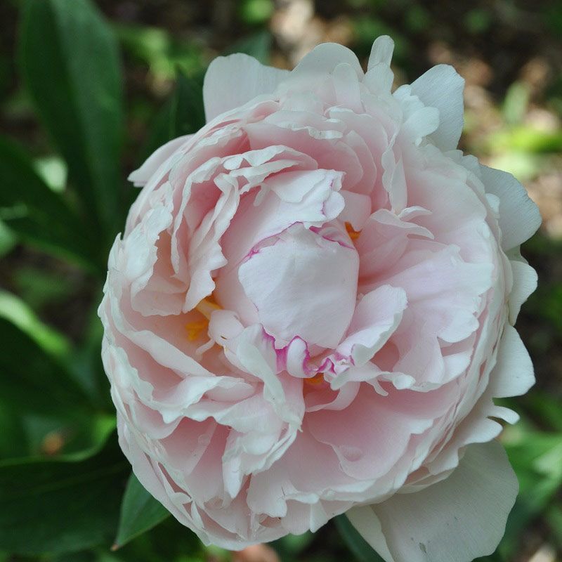 Paeonia 'Shirley Temple' 4 Litre