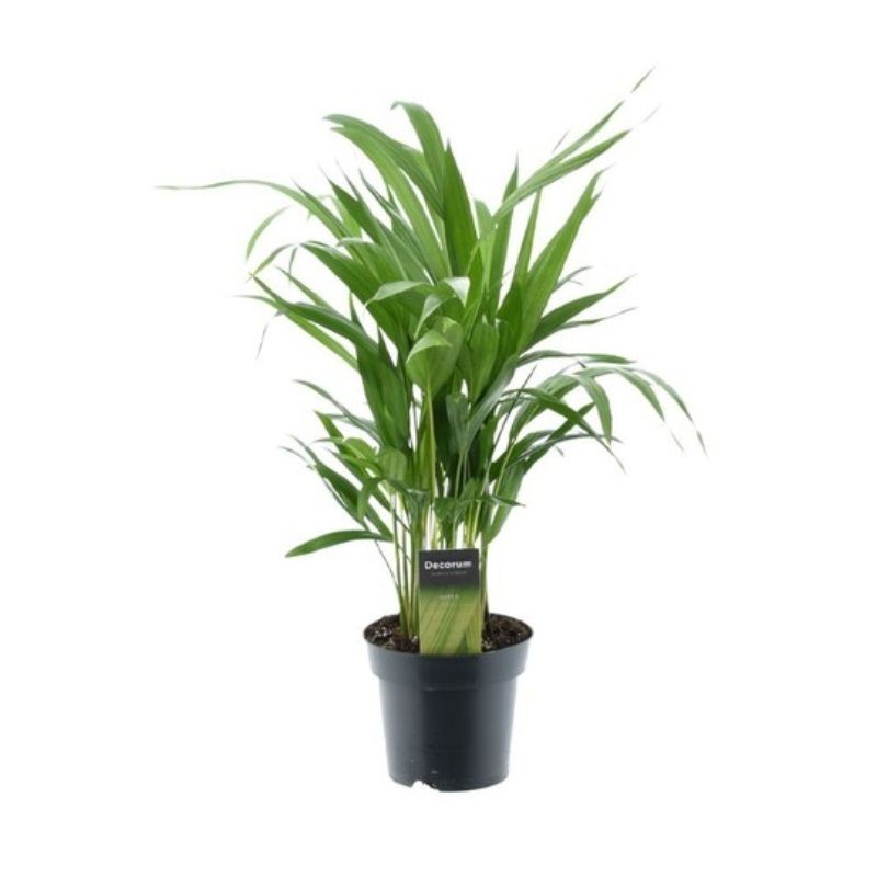 Areca (Dypsis Lutescens) 14cm