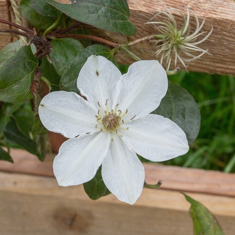 Clematis 'Destiny' 2 Litre