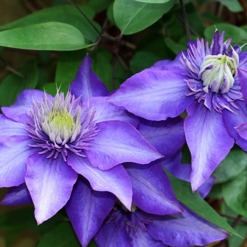 Clematis 'Multi Blue' 2 Litre