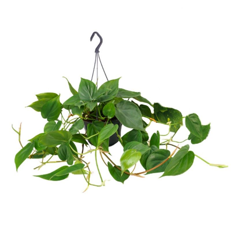 Philodendron scandens (Hanging)