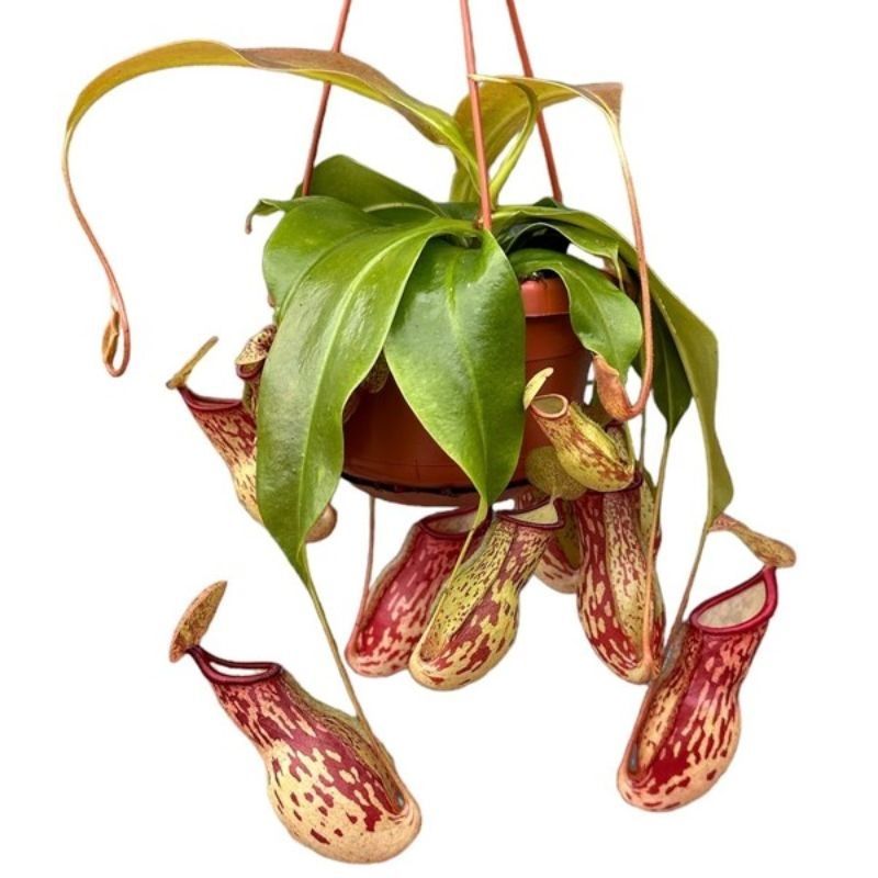 Nepenthes 'Gaya' (Monkey Jars) 14cm