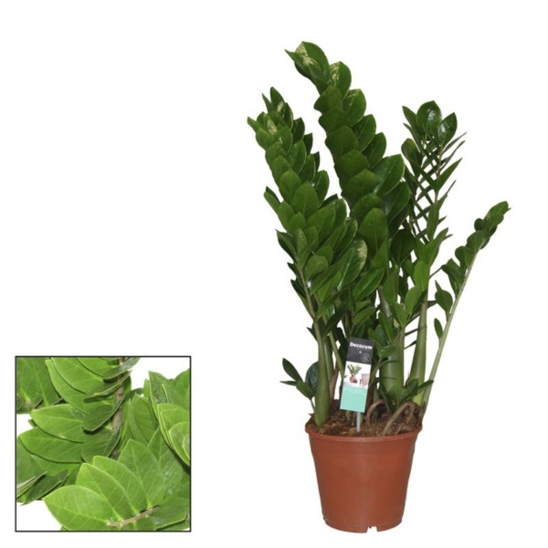 Zamioculcas zamiifolia (6+) 17cm