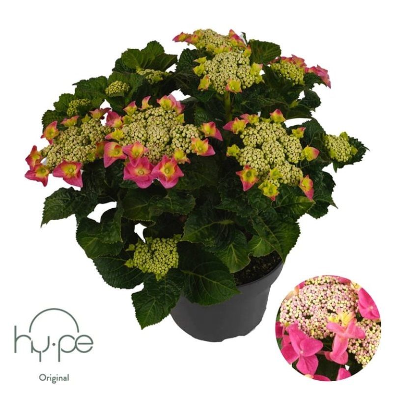 Hydrangea macr. 'Teller Pink' 23cm