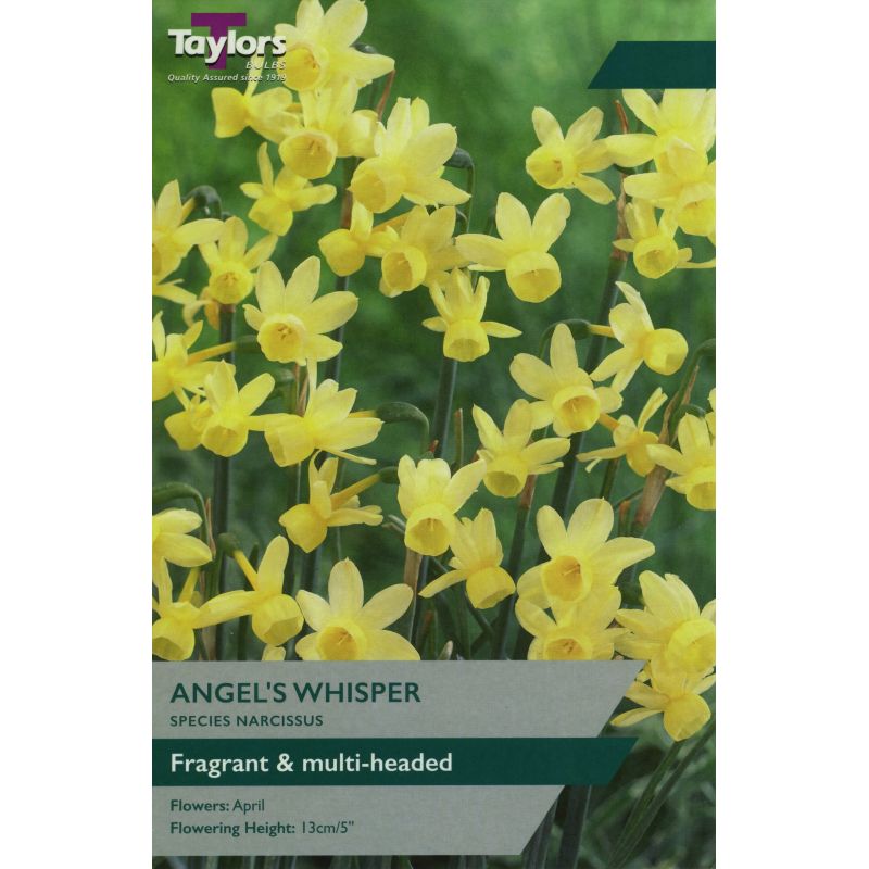 Narcissi 'Angel's Whisper'