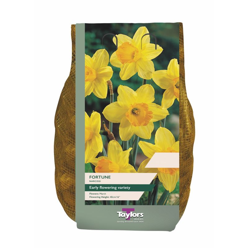 Narcissi 'Fortune' - 1.5kg Carri-Pack