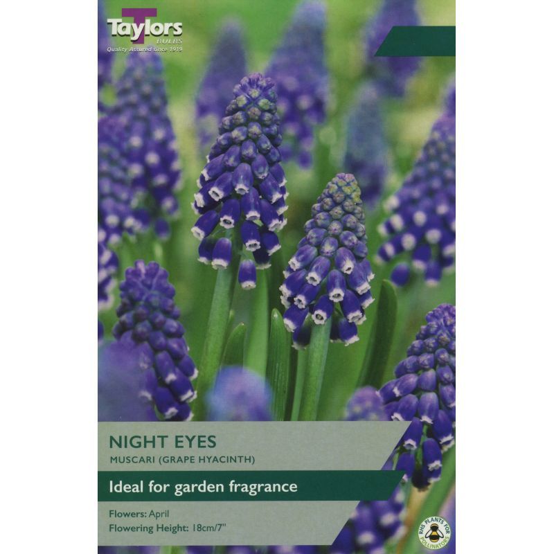 Muscari 'Night Eyes'