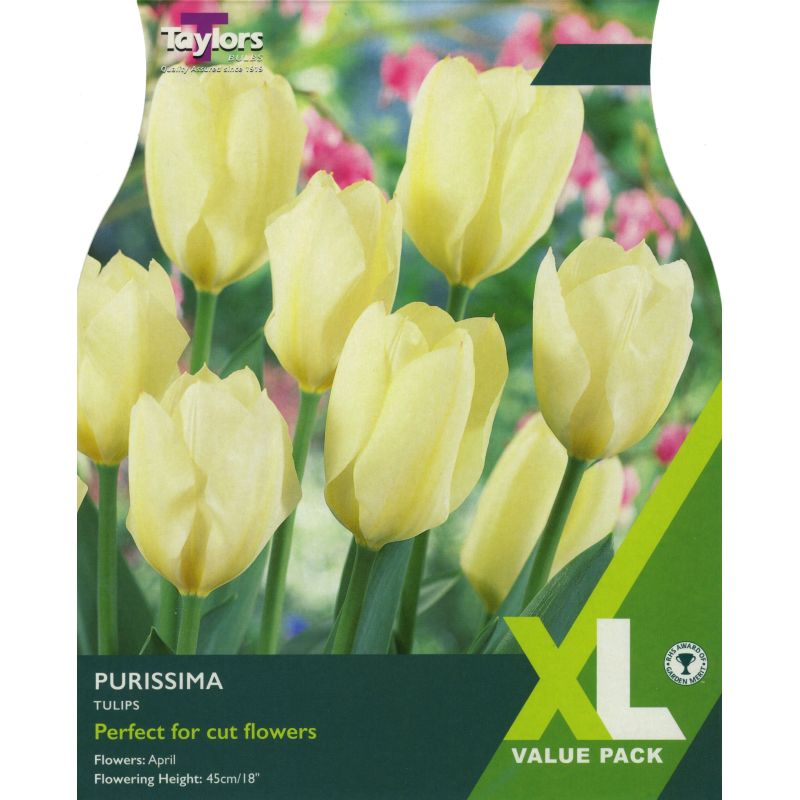 Tulip 'Purissima' - XL Value