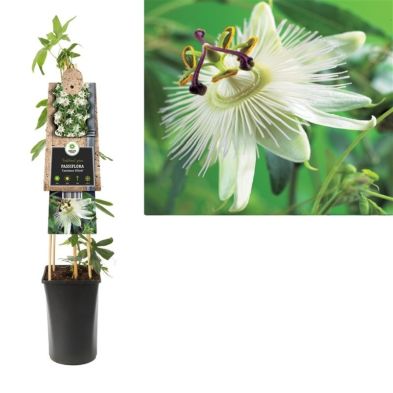 Passiflora caerule 'Const.Elliott' 2.25 Litre