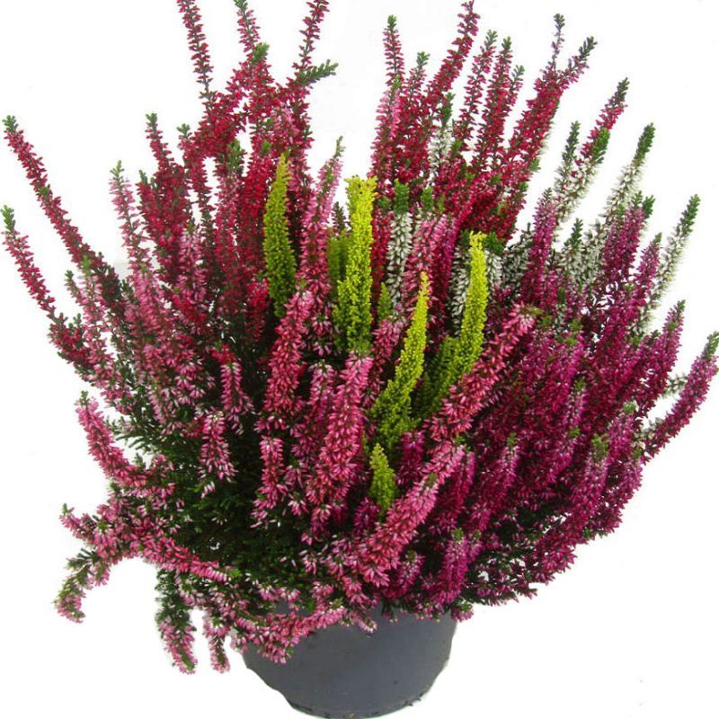 Calluna vulgaris 'Beauty Ladies' - High Five 14cm