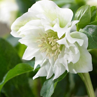 Helleborus orient. 'Double-Ellen' White