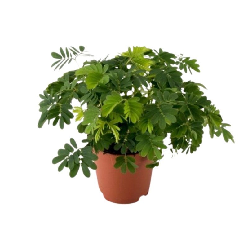 Mimosa pudica 9cm