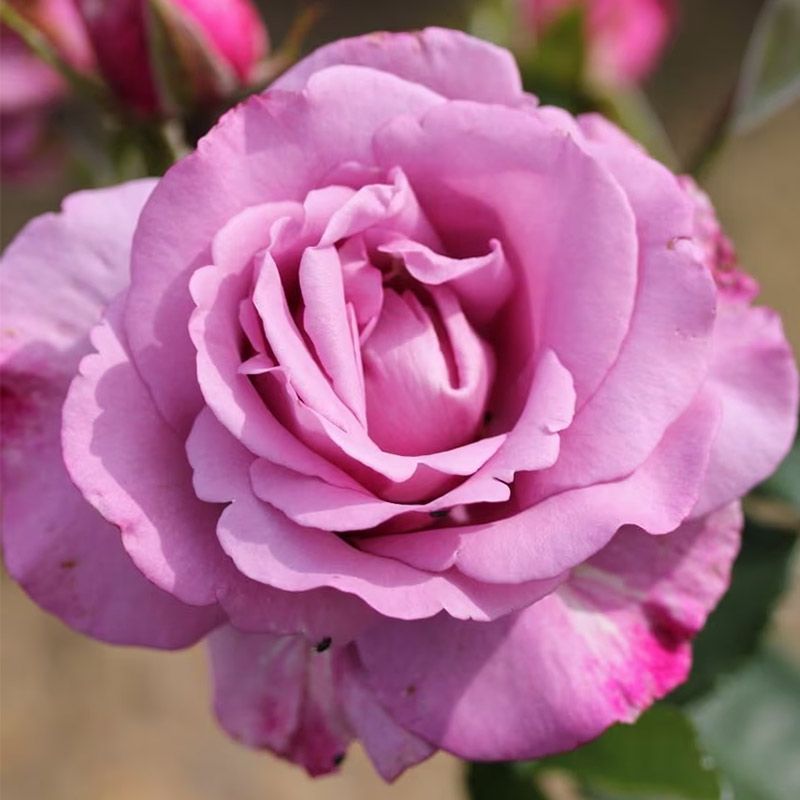 Roses - View Our Range at Arboretum Garden Centre - View Our Range at ...