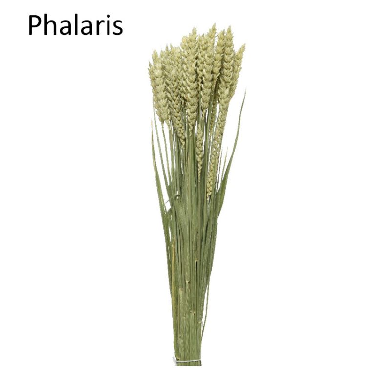 Tarwe Phalaris-Dried Flower 60cm