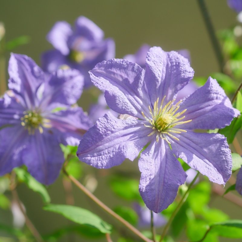 Clematis 'Prince Charles' 2.25 Litre