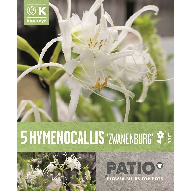 Urban Gardening - Hymenocallis Fest Zwanenburg (Patio Pack)