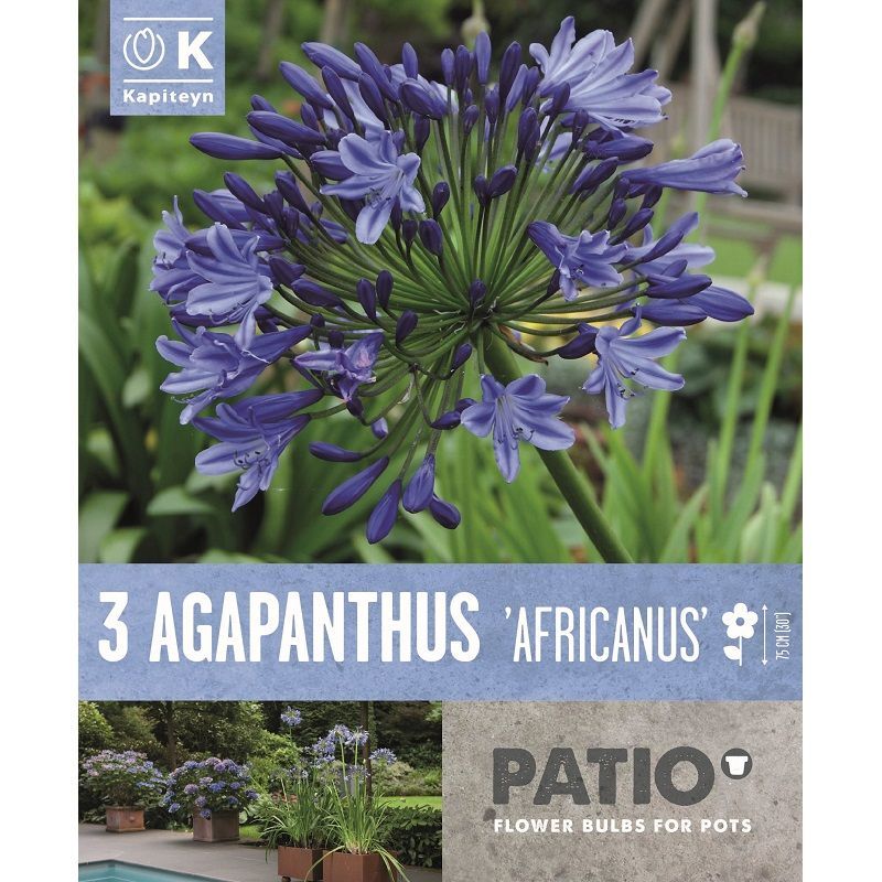 Urban Gardening - Agapanthus Africanus (Patio Pack)