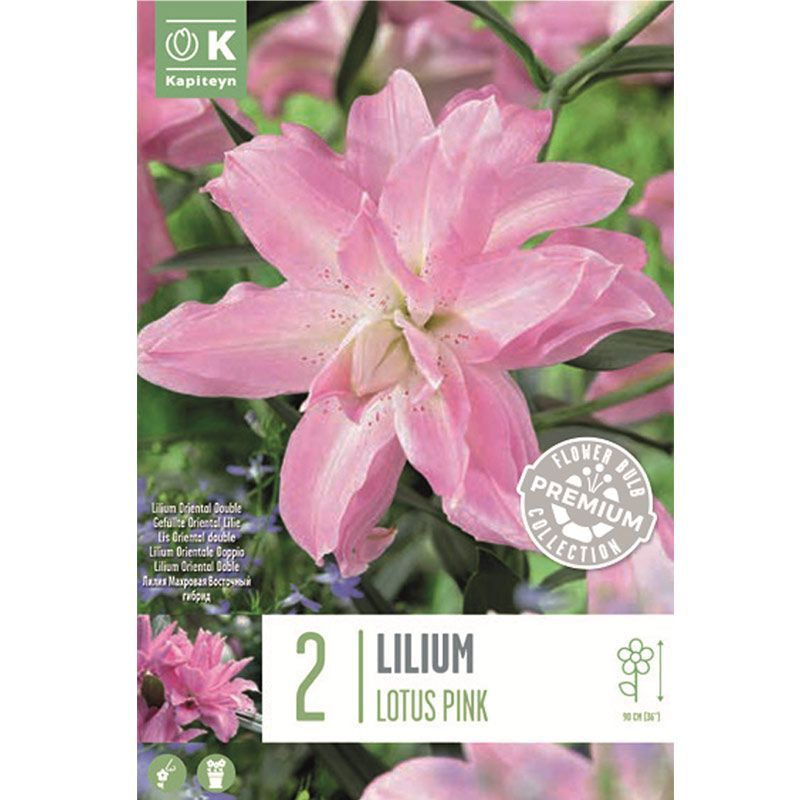 Lilium Oriental Double Lotus Pink Summer Flowering Bulbs