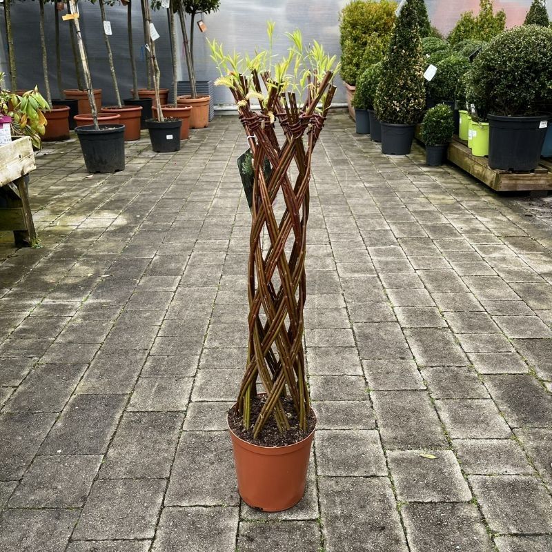 Plaited Living Willow (Tall Brown)
