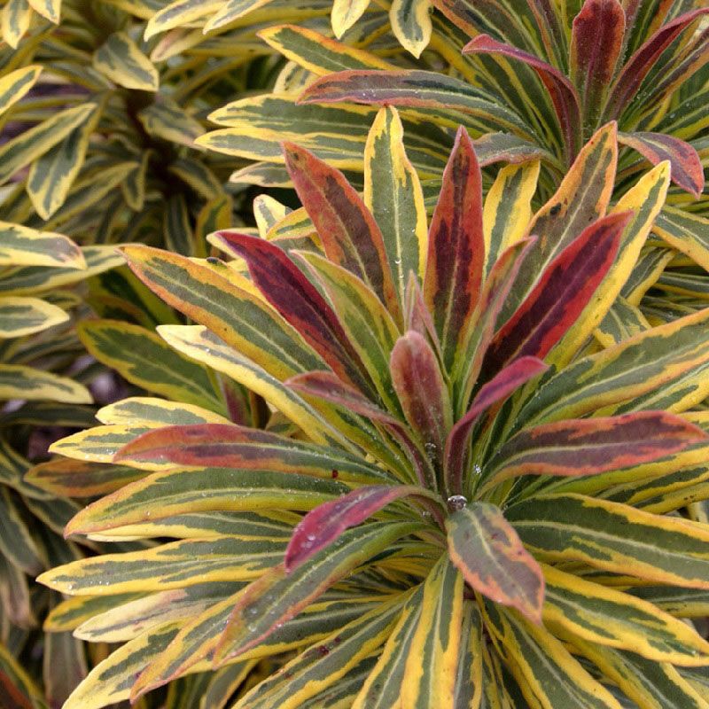 Euphorbia 'Ascot Rainbow'