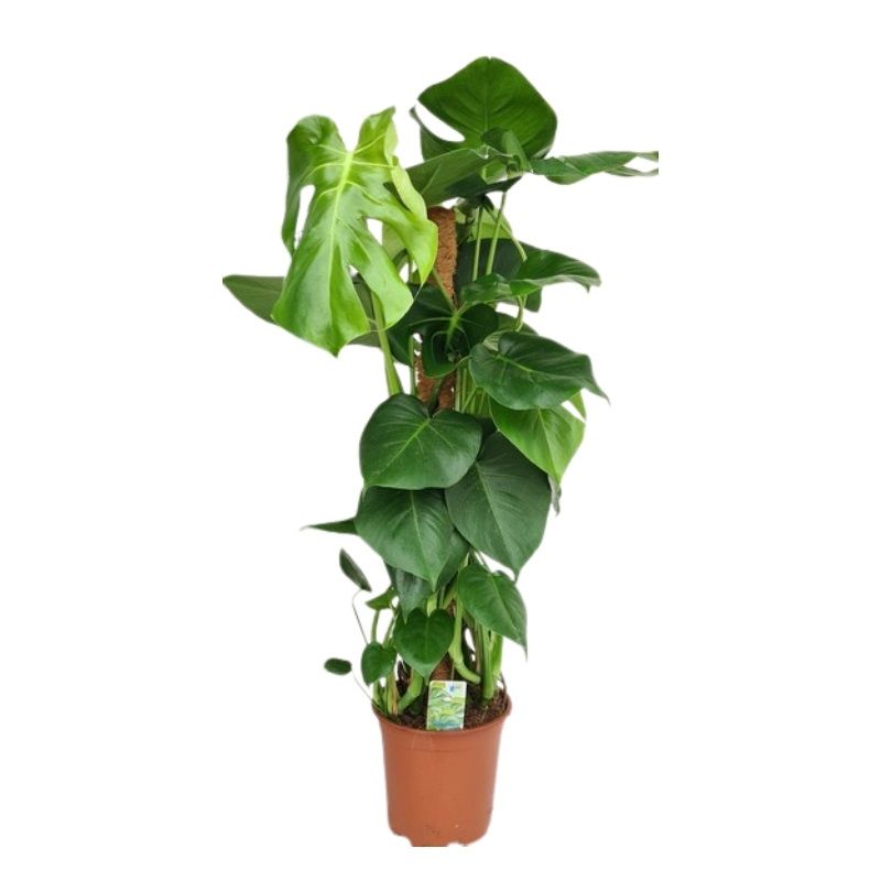 Monstera deliciosa with Moss Pole 19cm