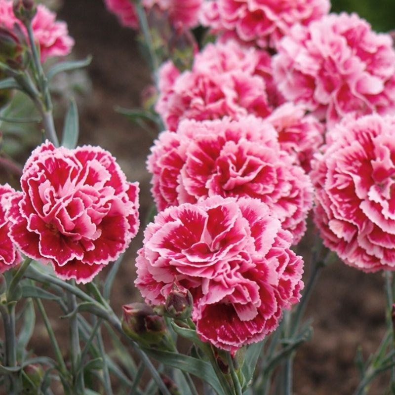 Dianthus Scent First 'Sugar Plum' 3 Litre