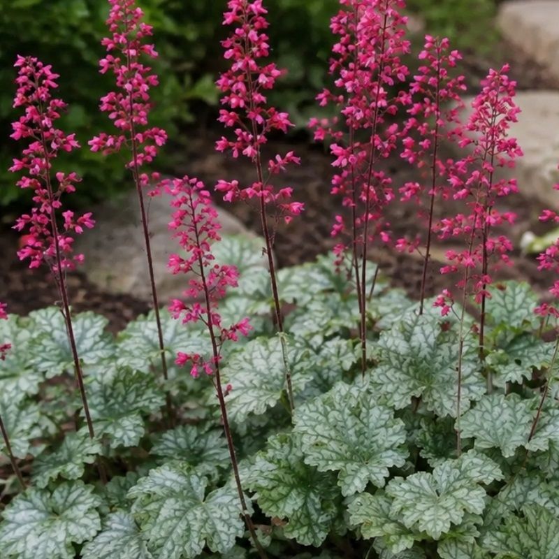 Heuchera sanguinea 'Leuchtkafer' 2 Litre