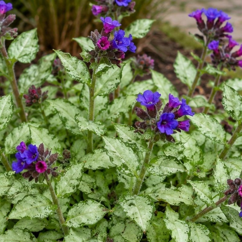 Pulmonaria longifolia 'Diana Clare' 2 Litre