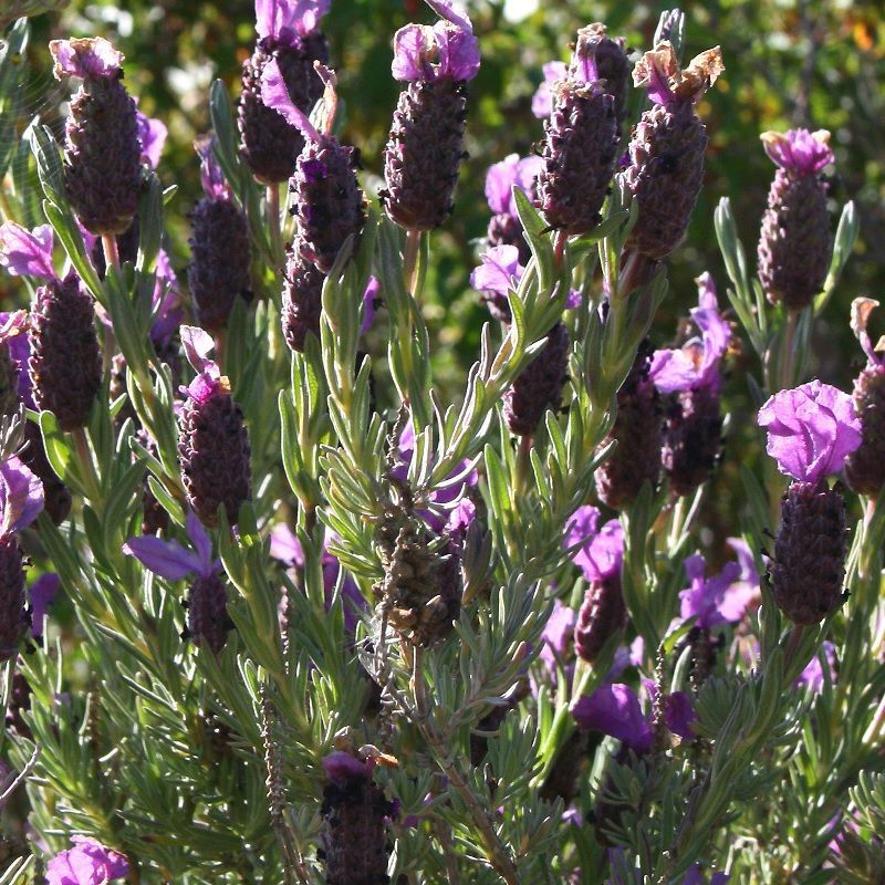 Lavandula stoechas 'Great Adventure' (Lavender) 2 Litre