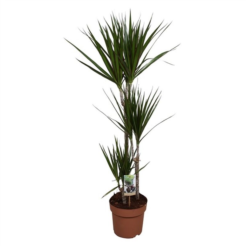 Dracaena marginata (3 Stem)