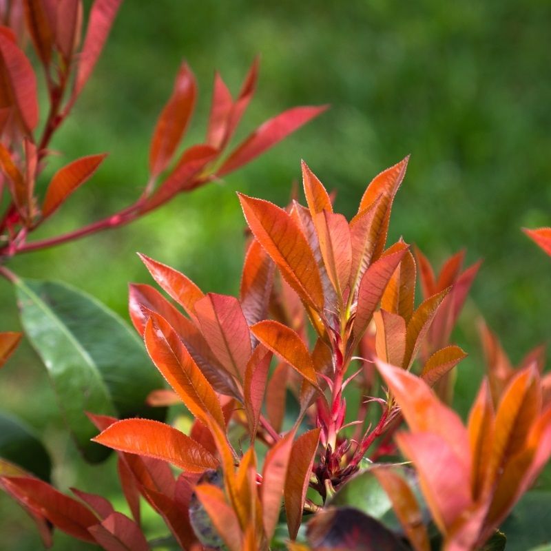 Photinia fraseri 'Red Robin' 3 Litre
