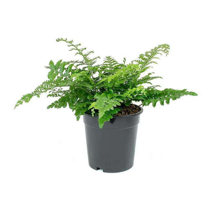 Asplenium parvati 17cm - Houseplants - Arboretum Garden Centre