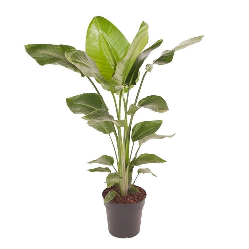Strelitzia nicolai 17cm