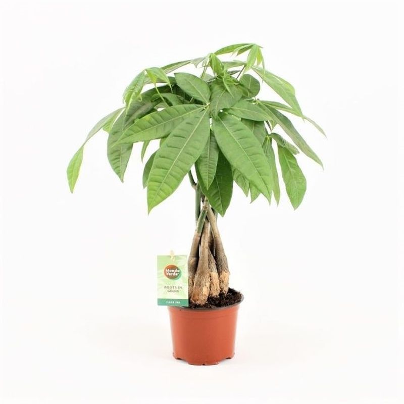 Pachira aquatica (Braided Stem) 12cm