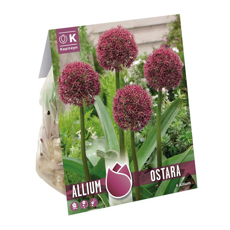 Bulbs With A Story Allium Ostara Deep Red Bulbs With A Story