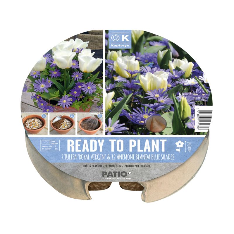 Kapiteyn Ready-To-Plant Tray (Tulipa & Anemone)