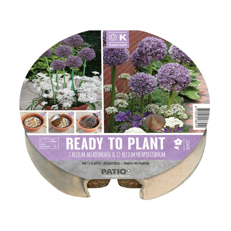 Kapiteyn Ready-To-Plant Tray (Allium)