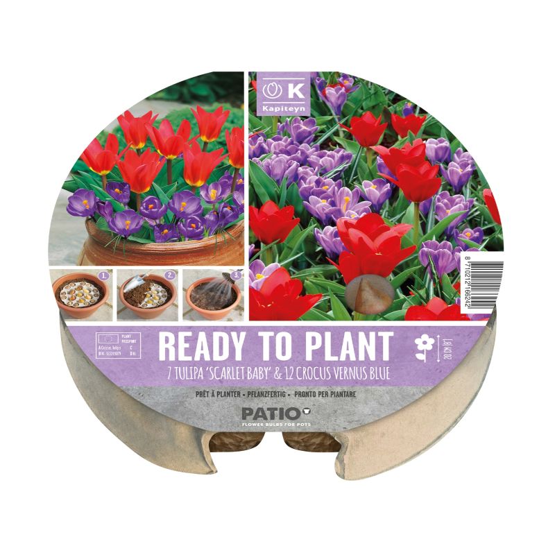Kapiteyn Ready-To-Plant Tray (Tulipa & Crocus)
