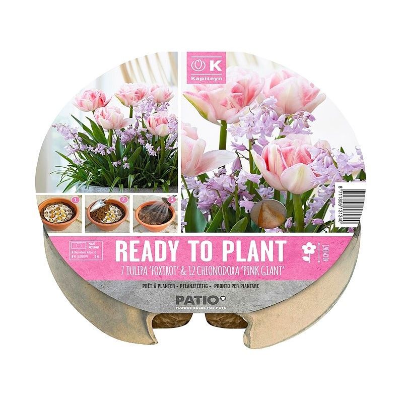 Kapiteyn Ready-To-Plant Tray (Tulipa & Chionodoxa)