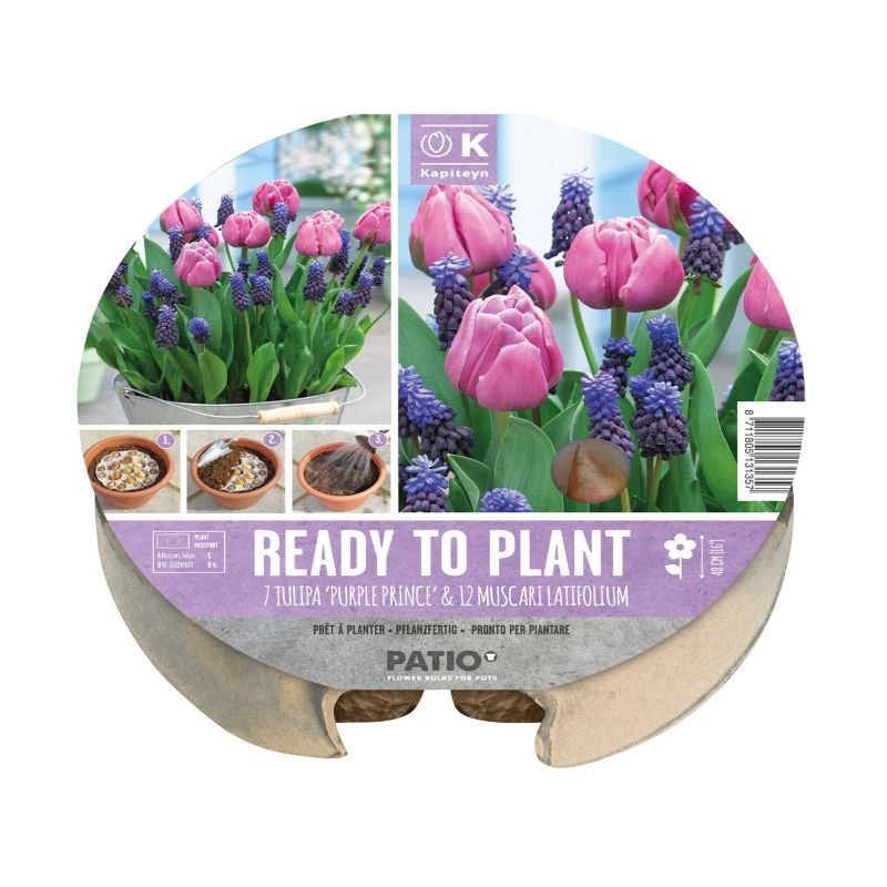 Kapiteyn Ready-To-Plant Tray (Tulipa & Muscari)