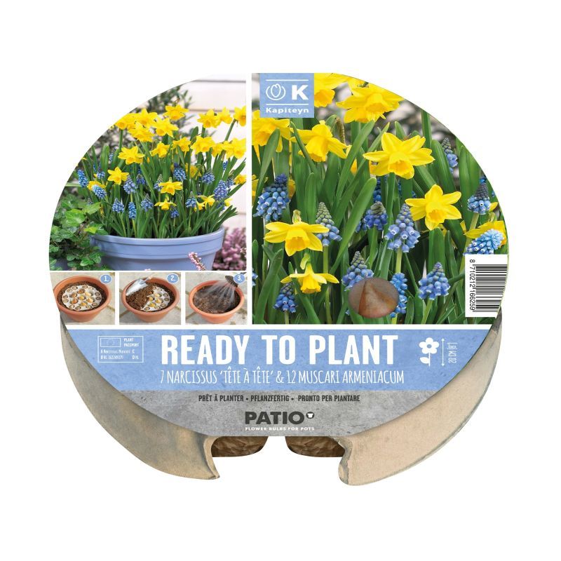 Kapiteyn Ready-To-Plant Tray (Narcissus & Muscari)