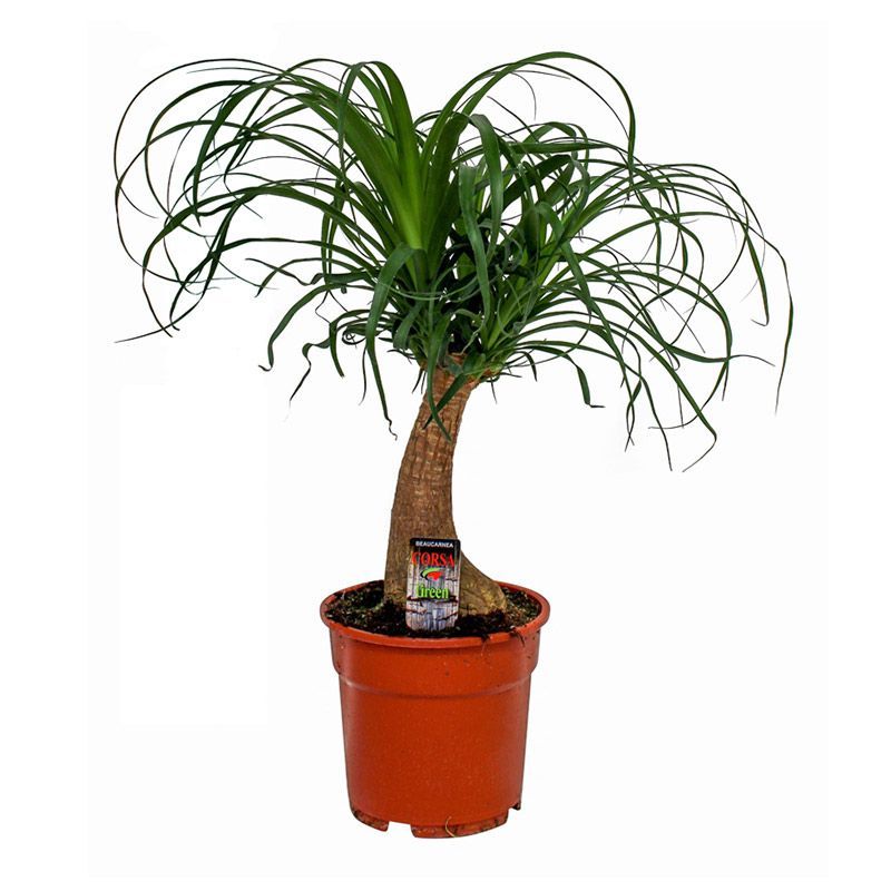 Beaucarnea nolina recurvata 12cm - Houseplants - Arboretum Garden Centre