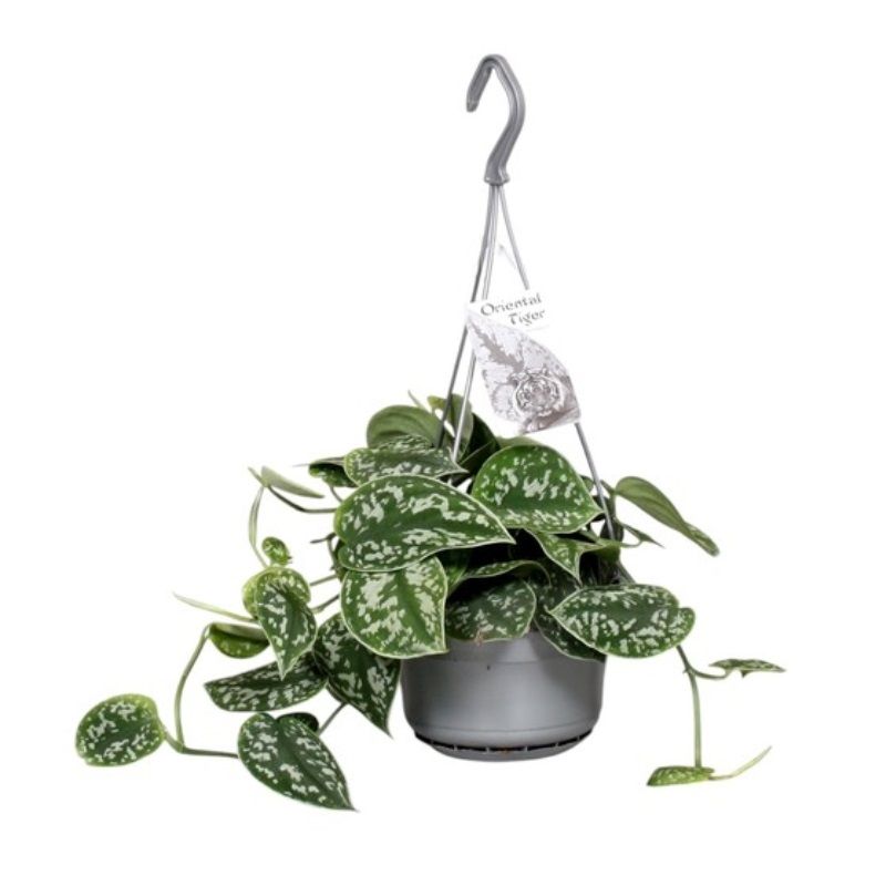 Scindapsus pictus 'Argyraeus' (Hanging Pot) 14cm